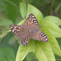 Junonia lemonias Linnaeus, 1758